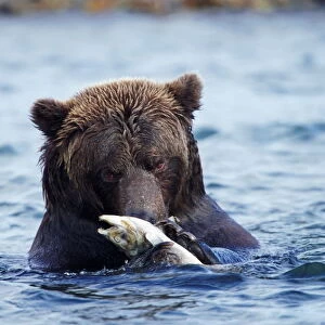 Male brown bear (Ursus arctos) eating salmon