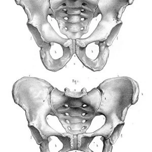 Male and Female pelvis engraving 1896