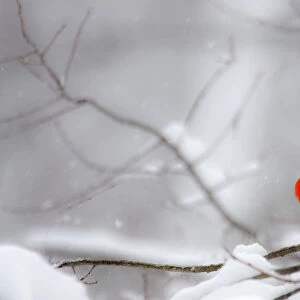 Male Northern Cardinal on tree branch in snow