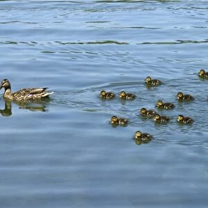 Mallard -Anas platyrhynchos- swimming with ducklings, Lake Lucerne, Luzern, Canton of Lucerne, Switzerland
