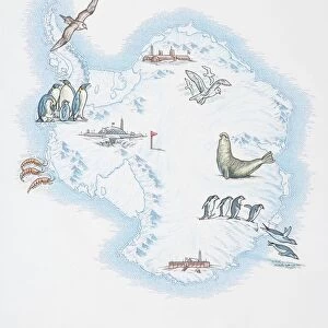 Map of Antarctica overlaid with illustrations of Sea Gulls, Penguins, Elephant Seal, Shrimp and buildings