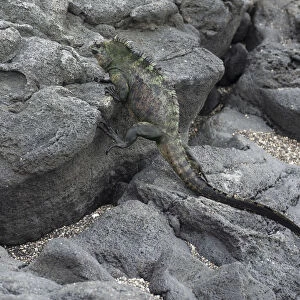Marine Iguana -Amblyrhynchus cristatus- climbing over lava rocks, Fernandina Island, Galapagos Islands, Ecuador