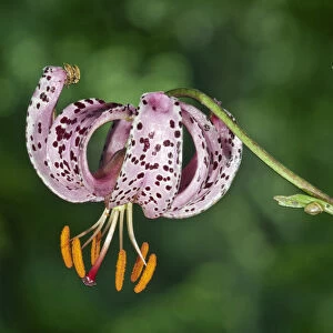 Martagon or Turks Cap Lily -Lilium martagon-, Abtsgmuend, Baden-Wurttemberg, Germany