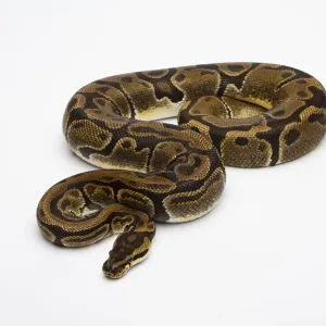 Matanic Ball Python Print - Royal Python Female Matanic Ball Python Print - Royal Python Female