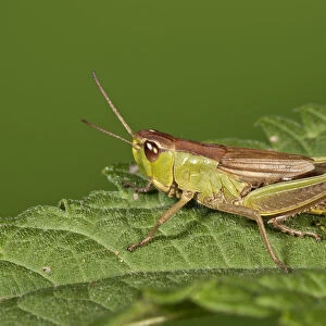 Meadow Grasshopper -Chorthippus parallelus-, female, Untergroeningen, Baden-Wuerttemberg, Germany, Europe