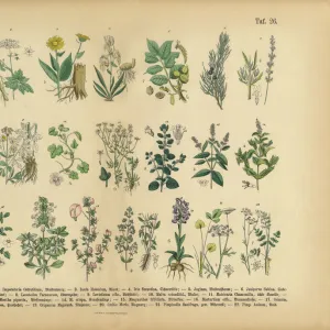 Realistic drawings Collection: Botanical illustrations