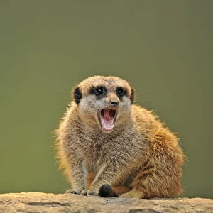 Meerkat -Suricata suricatta- with its mouth open
