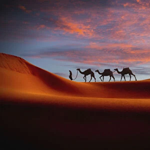 Middle Eastern man walking camels in desert at sunset