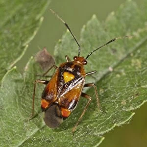 Mirid Bug -Deraeocoris ruber-, Baden-Wuerttemberg, Germany
