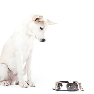 Mixed-breed dog looking at a feed bowl