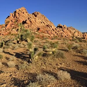Mojave desert with Joshua trees -Yucca brevifolia-, Whitney Pockets, Virgin Mountains, Nevada, USA, North America