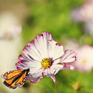 Monarch Butterfly perched on cosmos