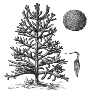 Monkey puzzle tree (araucaria imbricata)