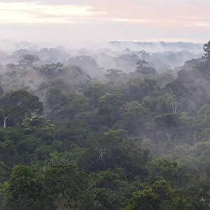 Morning mist over the treetops of the rainforest, Tambopata Nature Reserve, Madre de Dios Region, Peru