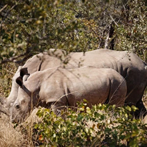Mother and baby white rhinos, Zambia