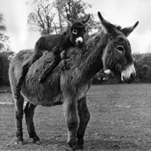 Donkeys Related Images