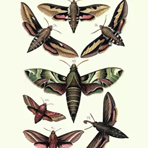 Moths, Sphingidae, Bedstraw hawk-moth, Spurge, Striped, Elephant, Oleander