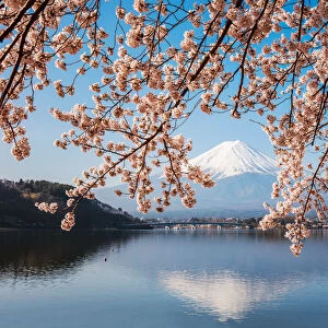 Mount Fuji & cherry tree in full bloom