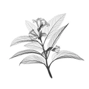 Mountain pepper plant and flower (Litsea sp. ), X-ray