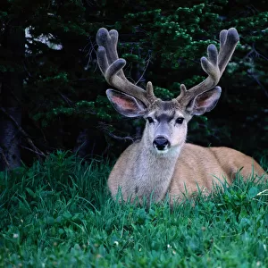 Mule deer (Odocoileus hemionus) resting on grass, Montana, USA