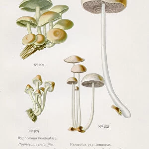Mushroom 1891