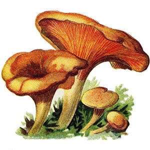 mushroom false chanterelle