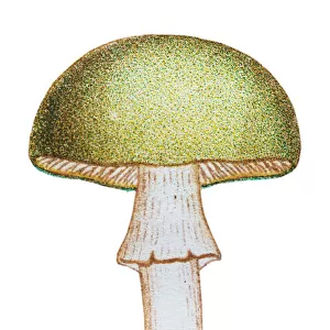 Mushrooms and fungi: Amanita phalloides (death cap)