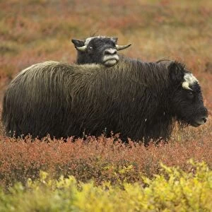 Two musk ox (Ovibos moschatus) calves on autumnal tundra