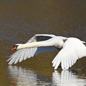 Mute Swan -Cygnus olor-, in flight, Upper Bavaria, Bavaria, Germany, Europe
