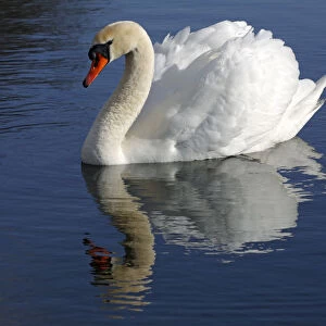Mute Swan -Cygnus olor- with reflection in water
