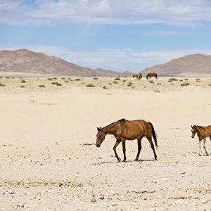 Namib Wild Desert Horse and Foal Garub Region, Namibia, Africa