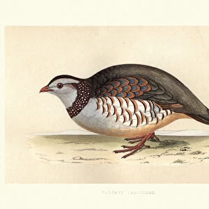Phasianidae Glass Frame Collection: Barbary Partridge