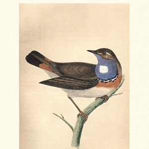 Natural History, Birds, Bluebreast