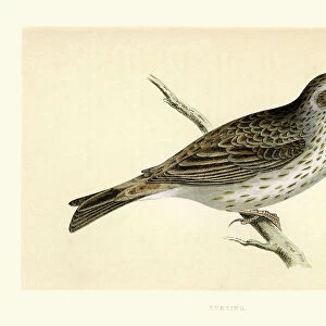 Natural History - Birds - Bunting