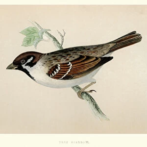 Natural History - Birds - Eurasian tree sparrow