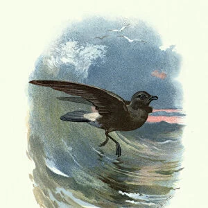 Seabirds Antique Framed Print Collection: Northern Storm Petrels