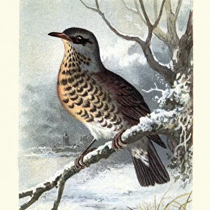 Natural History, Birds, fieldfare (Turdus pilaris)