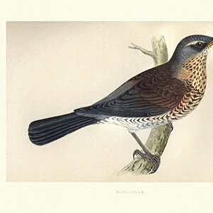Natural History, Birds, Fieldfare (Turdus pilaris)