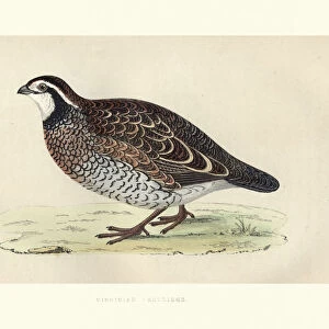 Natural history, Birds, Virginian Partridge