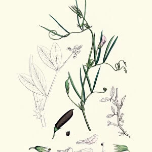 Natural History, Flora, Vicia bithynica, Bithynian Vetch