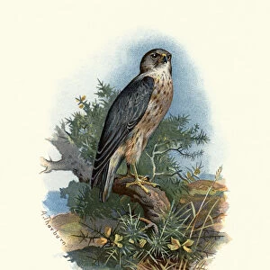 Natural history, merlin (Falco columbarius)
