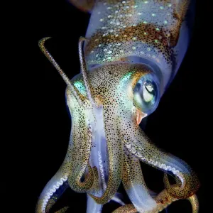 Underwater Night Dive Sea Jewel Reef Squid Print Underwater Night Dive Sea Jewel Reef Squid Print
