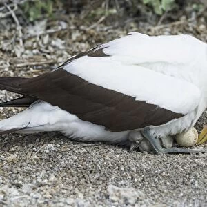Nazca Booby -Sula granti- with an egg and a chick, Isla Genovesa, Galapagos Islands