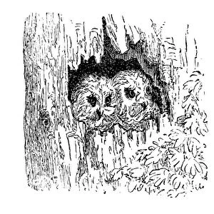 Nest of owl