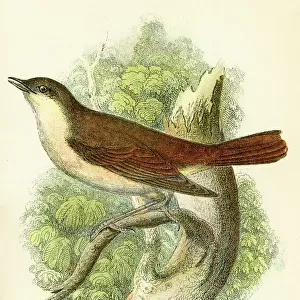 Nightingale engraving 1896
