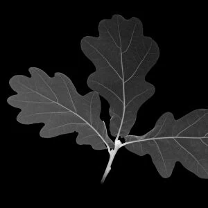 Oak leaf (Quercus sp. ), X-ray
