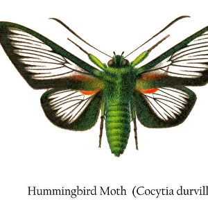 Old chromolithograph illustration of Hummingbird moth (Cocytia durvillei)