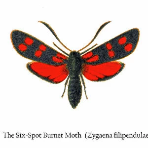 Old chromolithograph illustration of the Six-Spot Burnet Moth (Zygaena filipendulae)