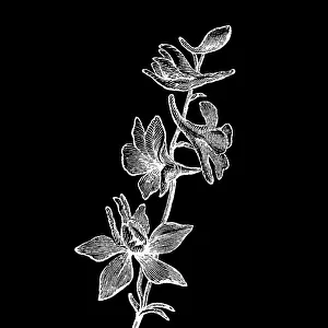 Old engraved illustration of Botany, Delphinium, a genus of about 300 species of annual and perennial flowering plants in the family Ranunculaceae