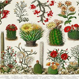 Old engraved illustration of a cactus plants
